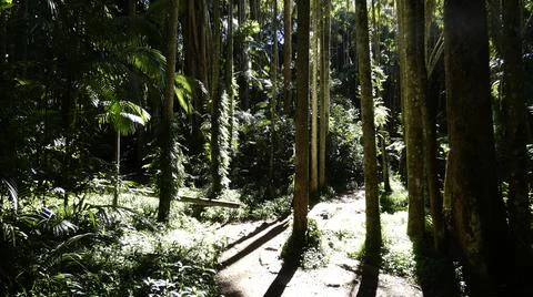 Forest Walk Stock-Fotos