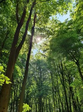 Forest Walk Stock Photos