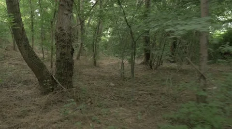Forest walk  steady 4K Stockbeeldmateriaal 55384389