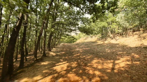 Forest Walk Through Stock Footage 545792