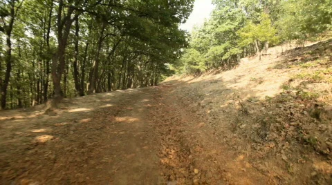 Forest Walk Through Stock Footage 784358