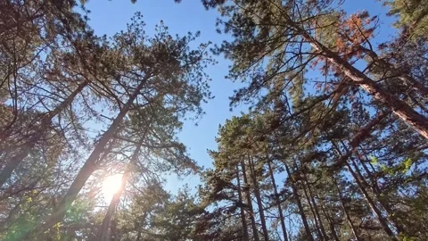 Forest walk under tree crown slow motion video Stock Footage 306551044