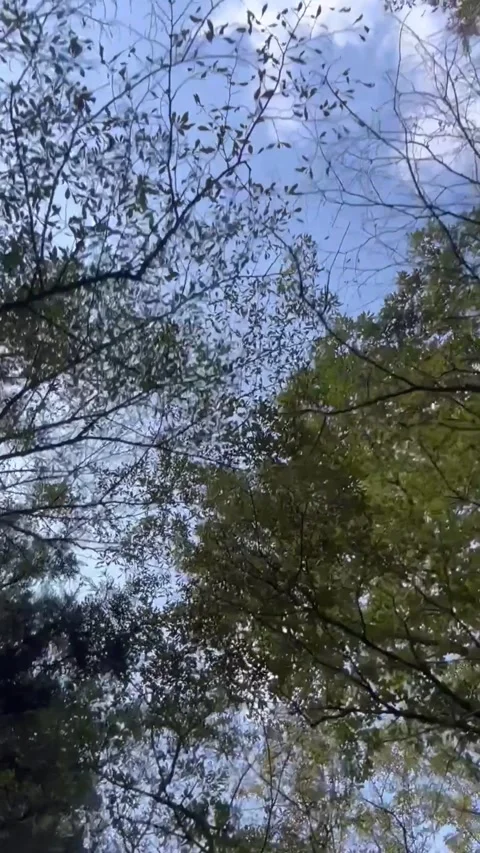 Forest Walk Upward View Opening to Blue Sky Vertical Vídeos de archivo 331945522