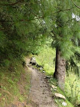 Forest Walk Way Stock Photos
