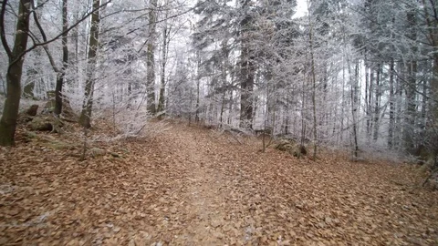 Forest walk in winter  Stock Footage 101668644