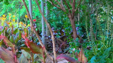 Forest walkaway surrounded by green tree Stock Footage 123693786