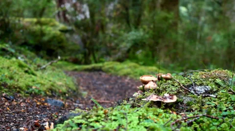 Forest Walker on path through moss Stock Footage 35629498