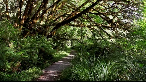 Forest Walking Path Stock-Footage 105453793
