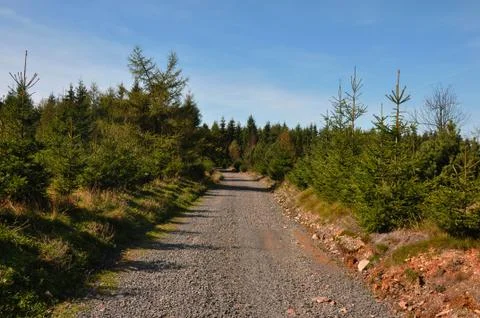 Forest walking path leading through conifer trees Stock Photos
