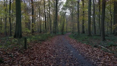 Forest Walking Path Moving Quickly Dark Autumn Stock Footage 227149943