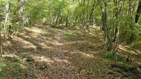 Forest walking path under green trees in warm morning sunlight Stock Footage 320134044