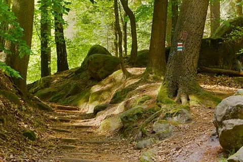 Forest walking route Stock Photos