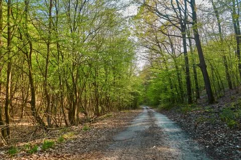 Forest walking route Stock Photos