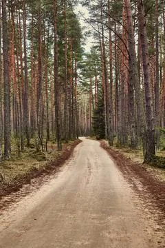 Forest walking route Stock Photos