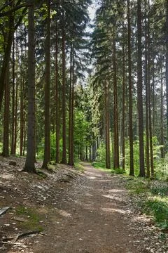 Forest walking route Stock Photos