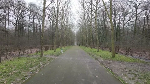Forest walking on, shot with a drone 4K Stock Footage 148432324