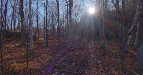 Forest walking into the sun shot 스톡 동영상 120609029
