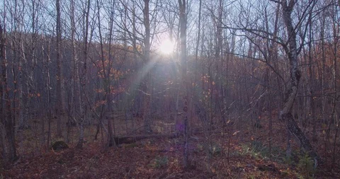 Forest walking into the sun shot Stock Footage 120611746