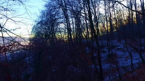 Forest walking at sunset pink sky Stock Footage 87295377