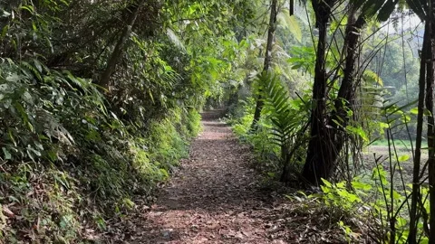 Forest Walking Trail Covered with Leaves, Dense Tropical Jungle, POV Tracking Stock Footage 324773747