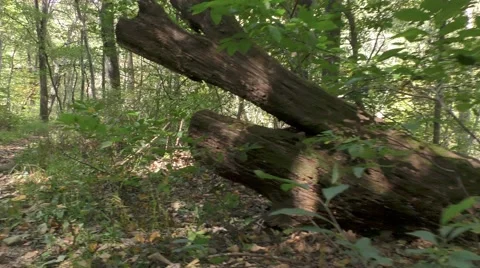 Forest Walking Trail Stock Footage 69024590