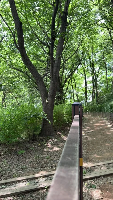 Forest Walking Trail With Long Handrail Under Dense Summer Greenery Stock Footage 339908135