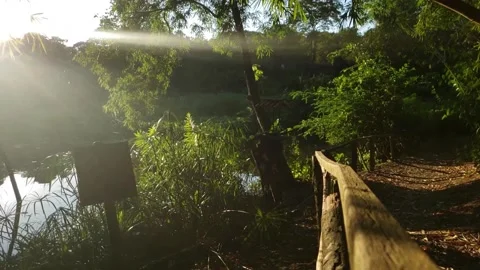 Forest Walks in the Caribbean Stock Footage 141480441