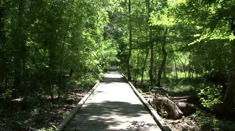 Forest Walkway Video stock 10900144