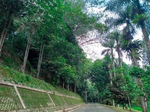 Forest Walkway Foto stock
