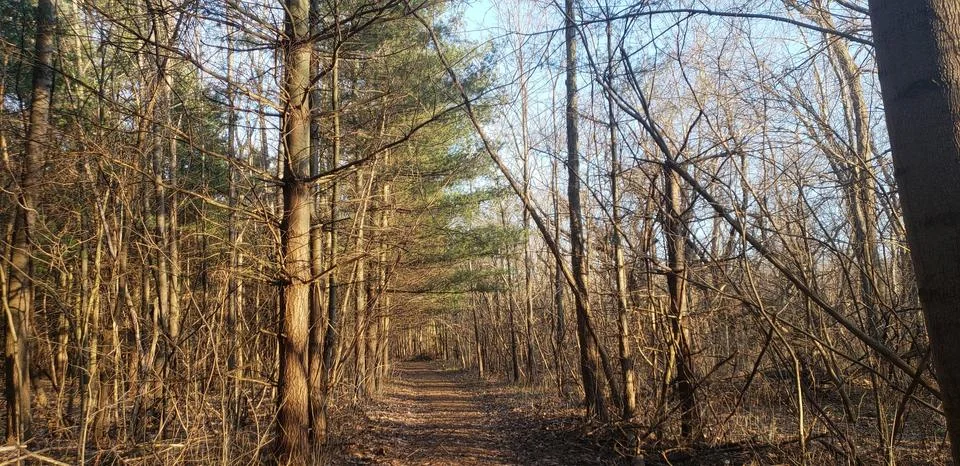 Forest Walkway Stock Photos