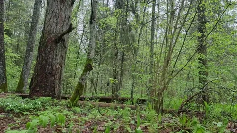 A forest walkway that winds through the gauja national park. Video stock 302445742