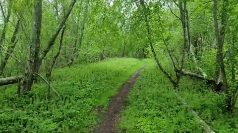 A forest walkway that winds through the gauja national park. Stock Footage 302445820