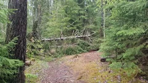 A forest walkway that winds through the gauja national park. Stock Footage 302445887