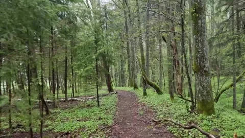 A forest walkway that winds through the gauja national park. Stock Footage 302445897
