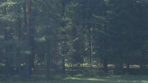 Forest wall by meadow with sunny spots between trees Stock Footage 49694476