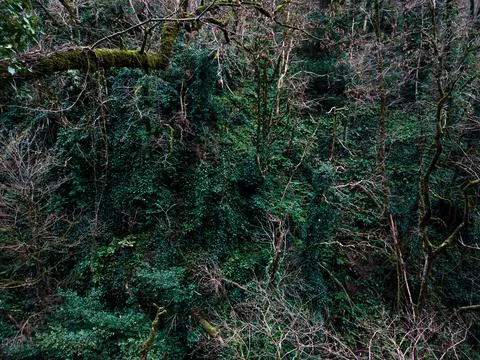 Forest wall Stock Photos