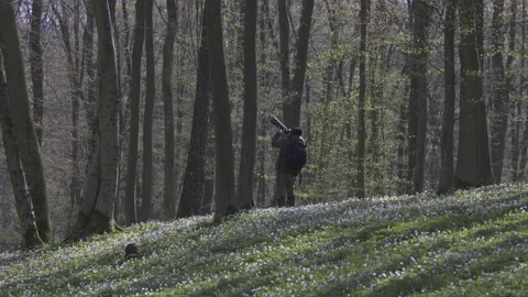 Forest wandering in the spring forest, 8K Stock Footage 164185841