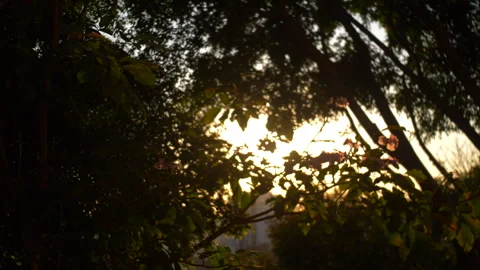 Forest Warm Light Sunset 4K Stock Footage 280056930