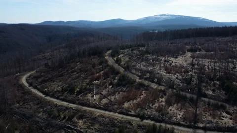 The forest was cut down. A dead forest. Cutting down trees. Stock Footage 231785757