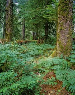 Forest, Washington Stock Photos