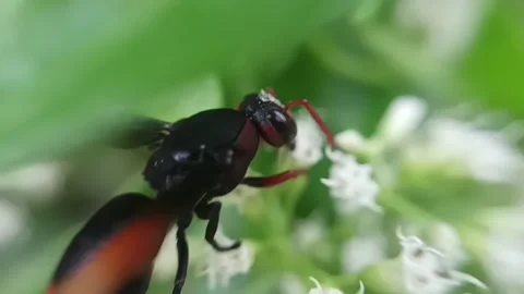 Forest wasp Stock Footage 235817535