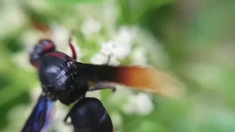 Forest wasp Stock Footage 235817616