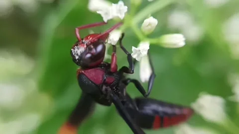 Forest wasp Stock Footage 235818146