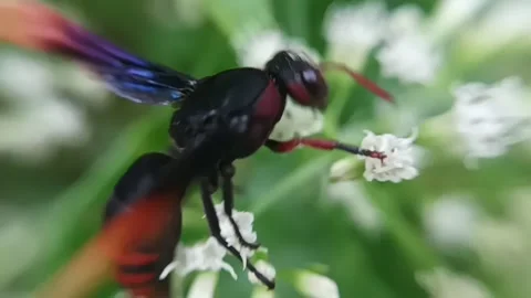 Forest wasp Stock Footage 235818184