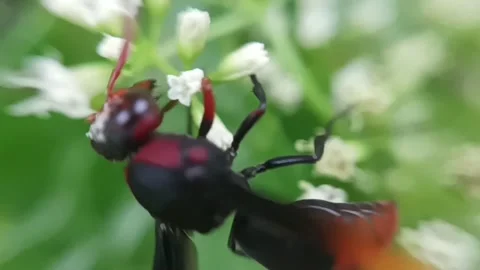 Forest wasps are looking for nectar Stock Footage 235818115