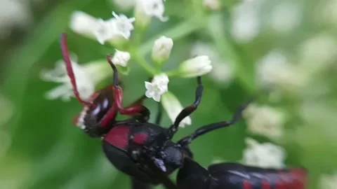 Forest wasps looking for nectar Stock Footage 235817617