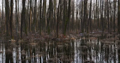 Forest on the water, 4K Stock Footage 170587385
