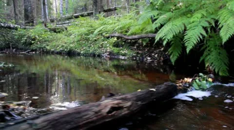 Forest water ferns Stock Footage 21844466