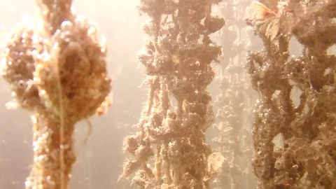 The forest of water flowers. Video stock 93236520