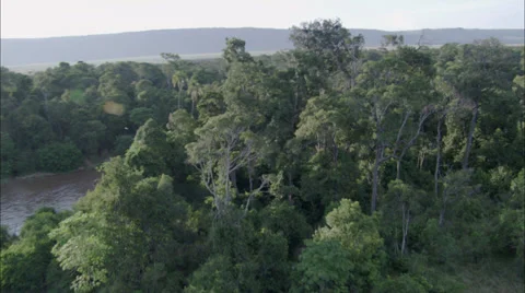 Forest Water Stock Footage 39923205